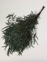 Eucalyptus Nicoli, Preserved, Dark Green, 150g