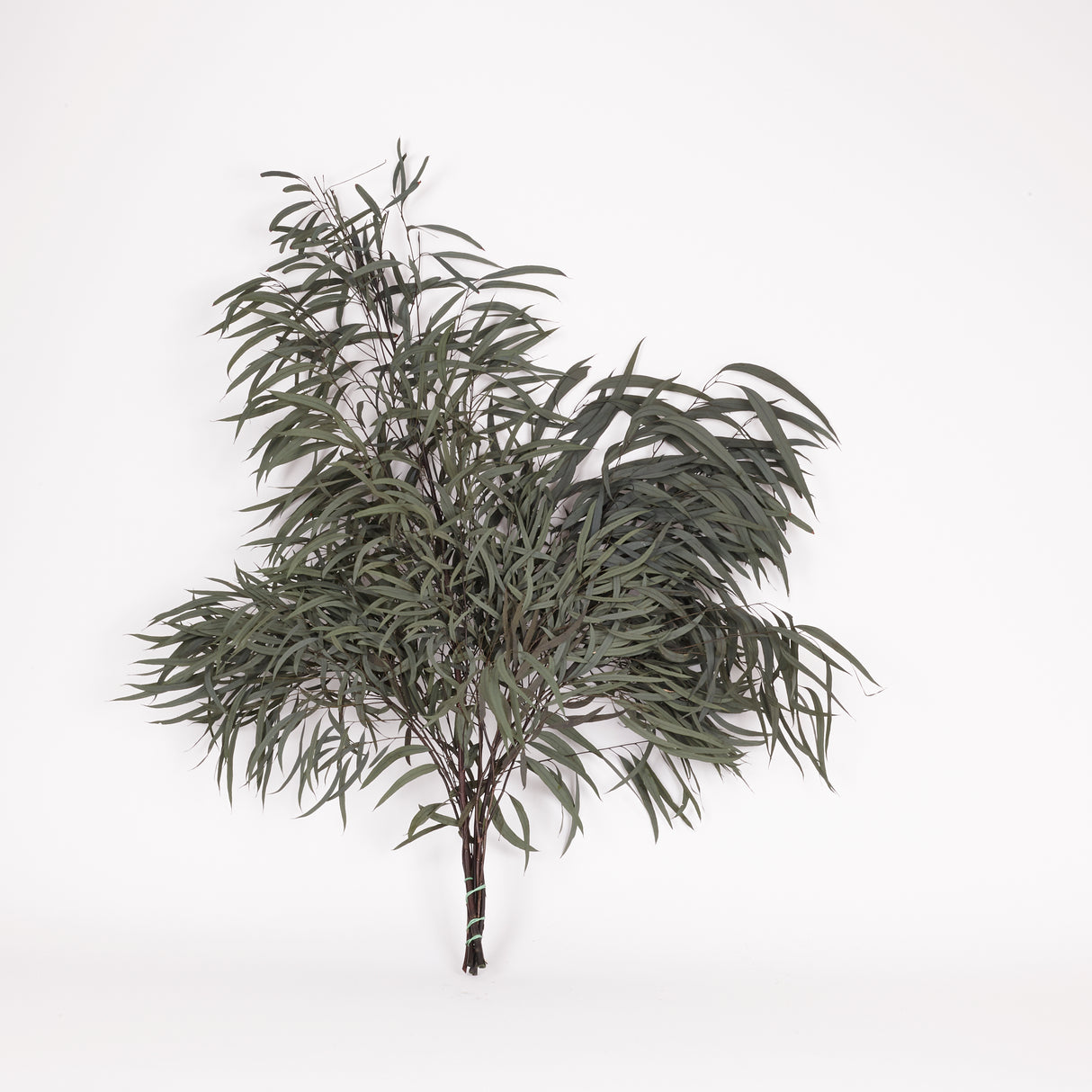 Eucalyptus Nicoli, Preserved, Dark Green, 150g