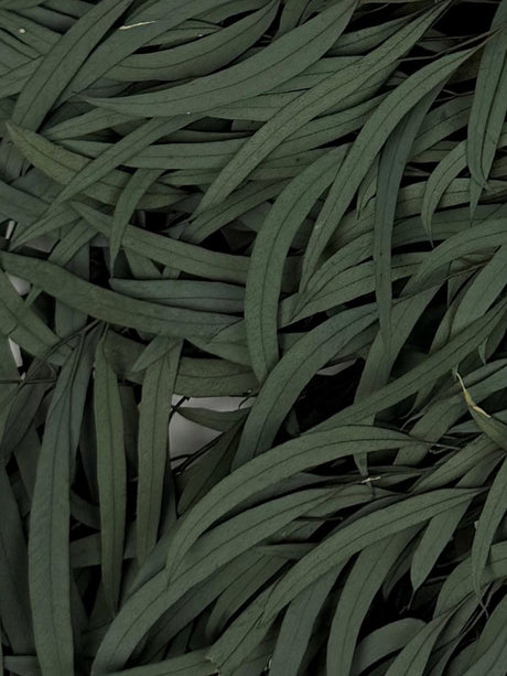Eucalyptus Nicoli, Preserved, Dark Green, 150g