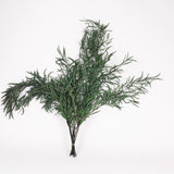 Eucalyptus Nicoli, Preserved, Green, 150g