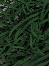 Eucalyptus Nicoli, Preserved, Green, 150g
