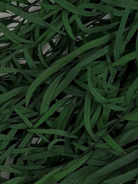 Eucalyptus Nicoli, Preserved, Green, 150g