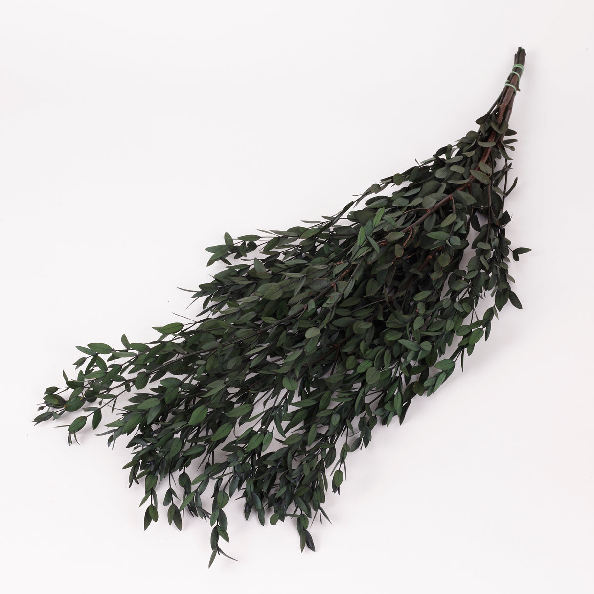 Eucalyptus Parvifolia, Preserved, Green, 150g