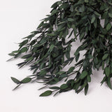 Eucalyptus Parvifolia, Preserved, Green, 150g
