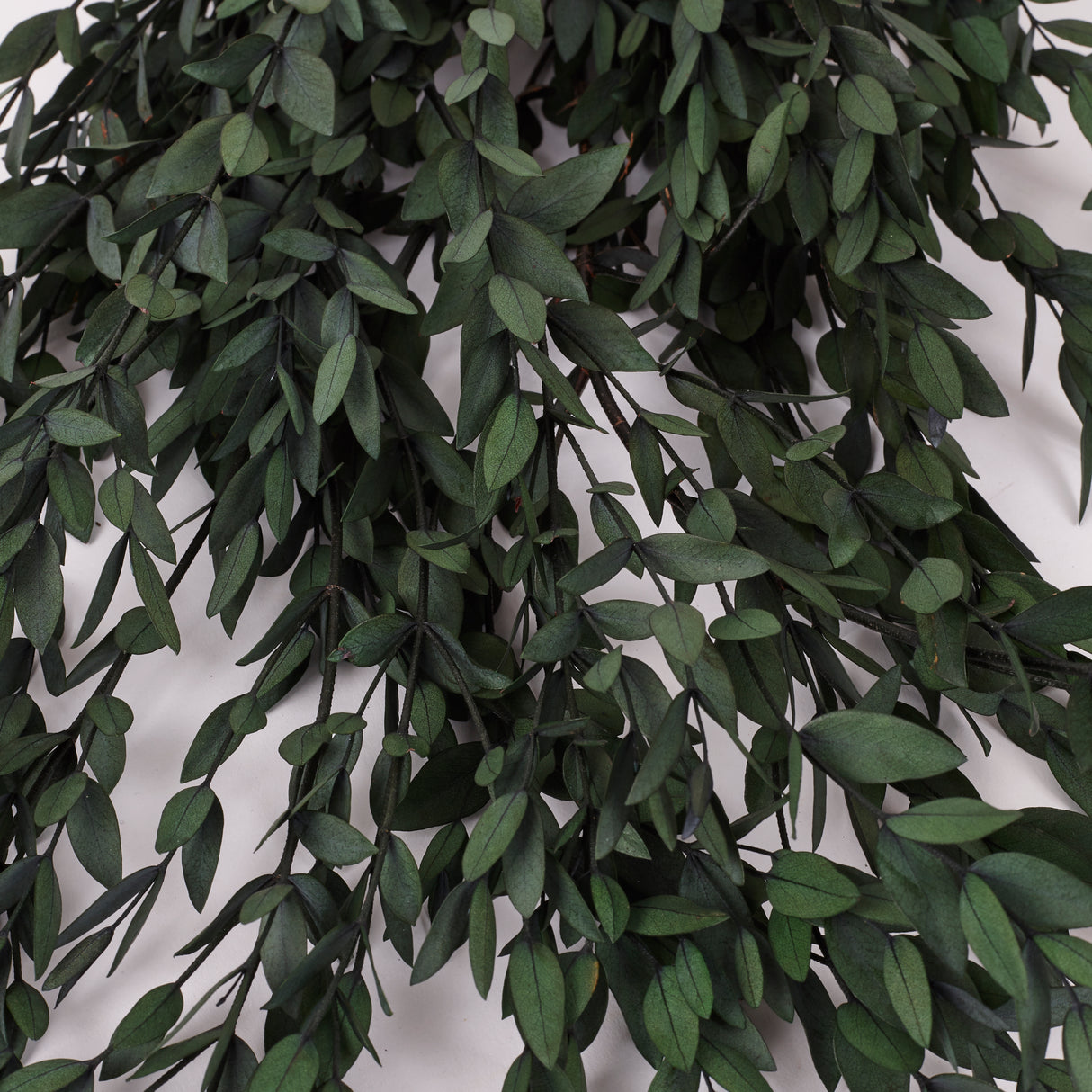 Eucalyptus Parvifolia, Preserved, Green, 150g