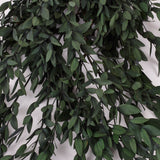 Eucalyptus Parvifolia, Preserved, Green, 150g