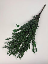Eucalyptus Parvifolia, Preserved, Green, 150g