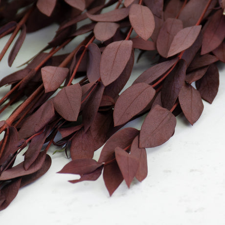 Eucalyptus Parvifolia, Preserved, Red