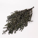 Eucalyptus Parvifolia, Preserved, Dark Green, 150g