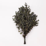 Eucalyptus Parvifolia, Preserved, Dark Green, 150g