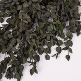 Eucalyptus Parvifolia, Preserved, Dark Green, 150g