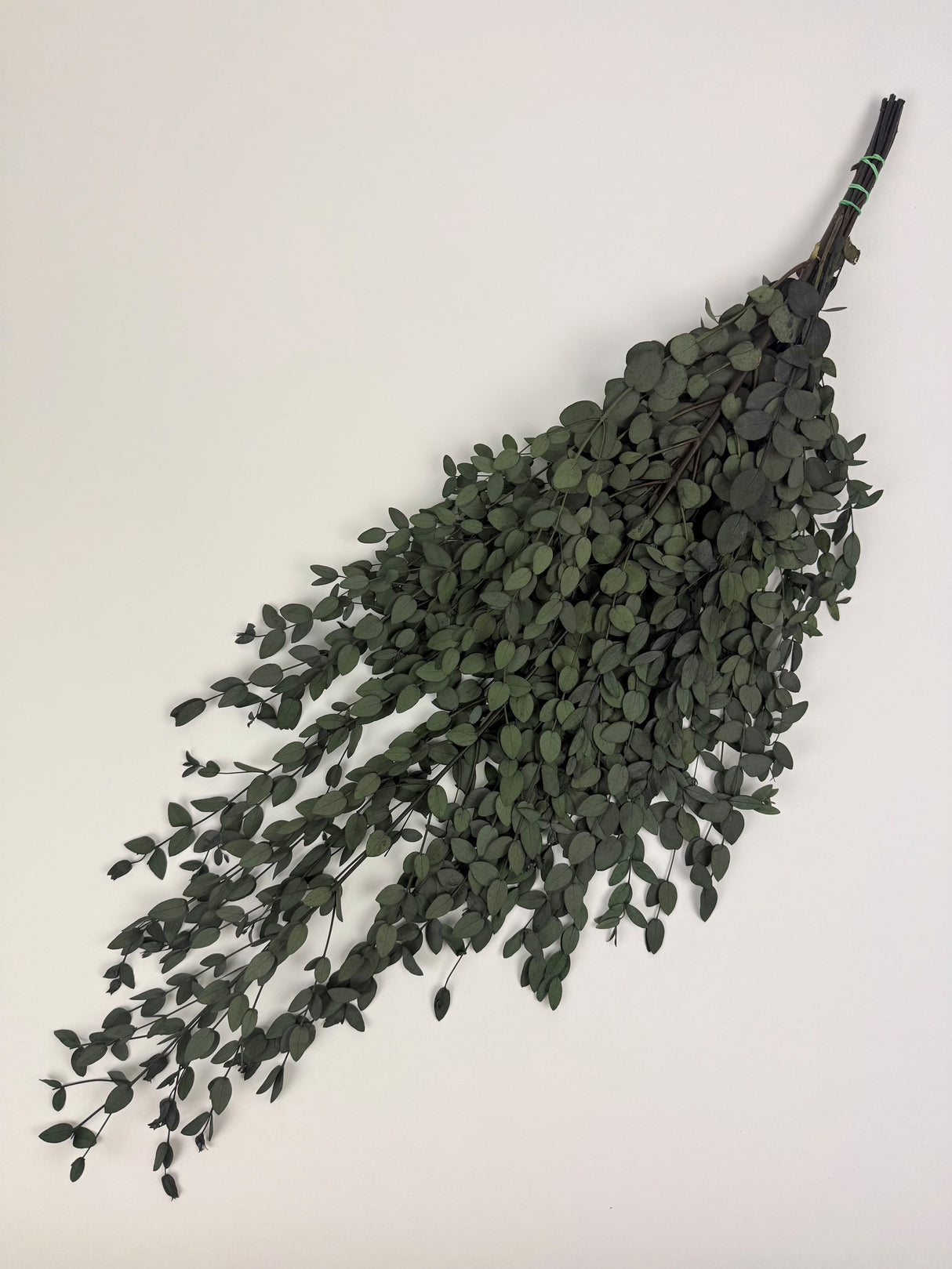 Eucalyptus Parvifolia, Preserved, Dark Green, 150g