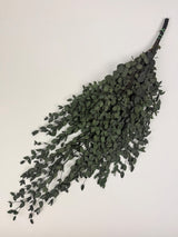 Eucalyptus Parvifolia, Preserved, Dark Green, 150g