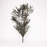 Eucalyptus Parvifolia, Preserved, Dark Green, 150g