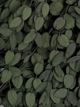 Eucalyptus Parvifolia, Preserved, Dark Green, 150g