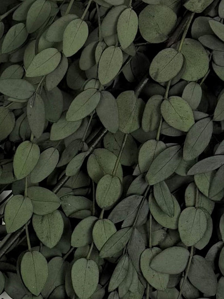 Eucalyptus Parvifolia, Preserved, Dark Green, 150g