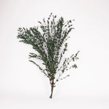 Eucalyptus Parvifolia, Preserved, Green, 150g