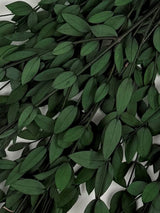 Eucalyptus Parvifolia, Preserved, Green, 150g