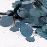 Eucalyptus Populus, Preserved, Green, 150g