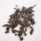 Eucalyptus Populus, Preserved, Khaki Green, 150g