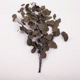 Eucalyptus Populus, Preserved, Khaki Green, 150g