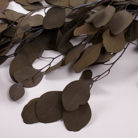 Eucalyptus Populus, Preserved, Khaki Green, 150g