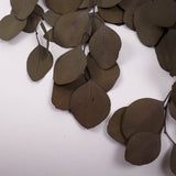 Eucalyptus Populus, Preserved, Khaki Green, 150g