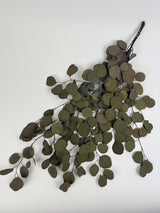 Eucalyptus Populus, Preserved, Khaki Green, 150g