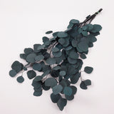 Eucalyptus Populus, Preserved, Green/Blue, 150g