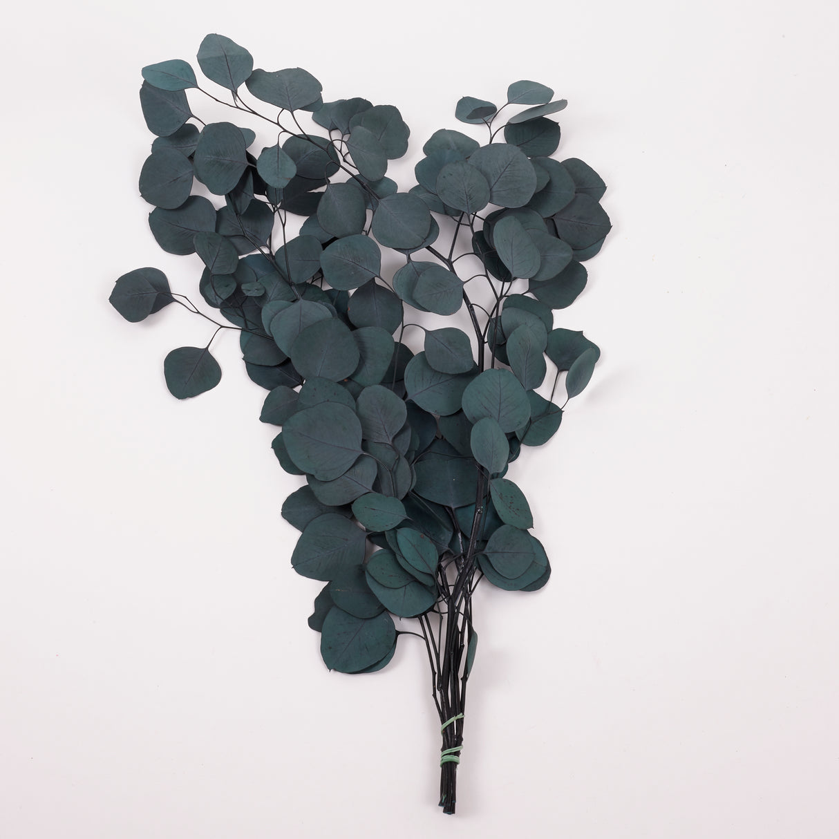 Eucalyptus Populus, Preserved, Green/Blue, 150g