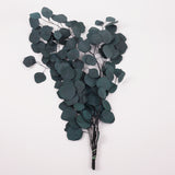 Eucalyptus Populus, Preserved, Green/Blue, 150g