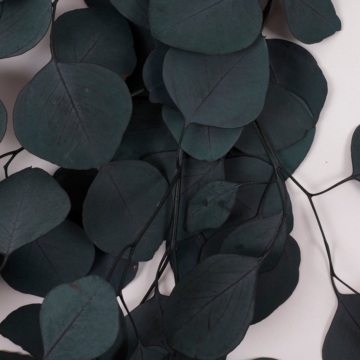 Eucalyptus Populus, Preserved, Green/Blue, 150g