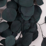 Eucalyptus Populus, Preserved, Green/Blue, 150g