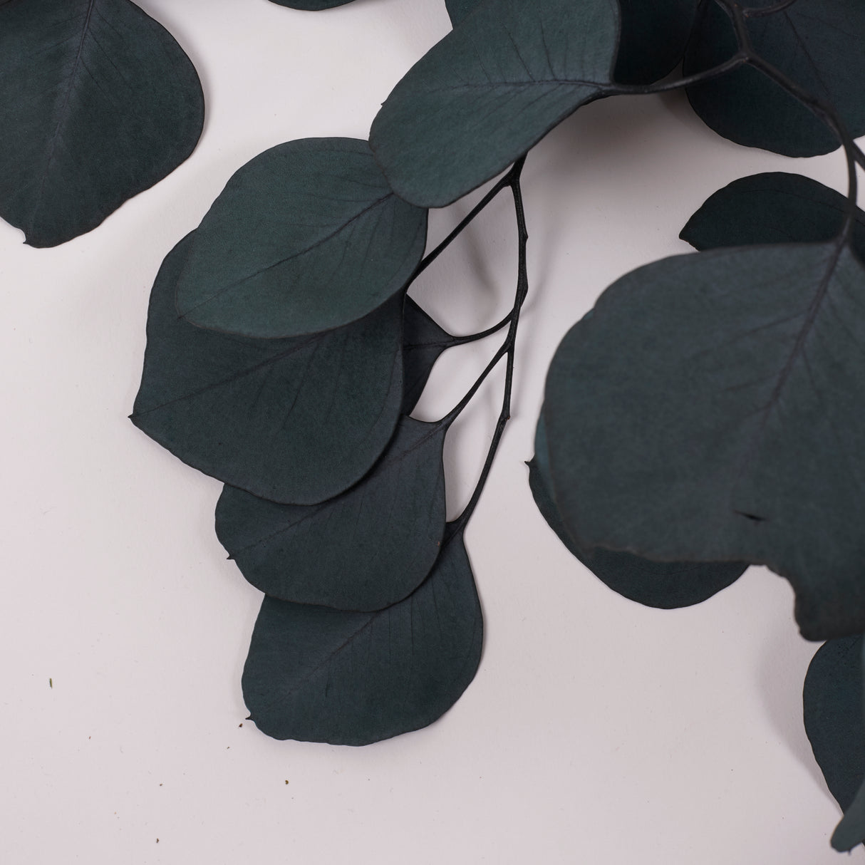 Eucalyptus Populus, Preserved, Green/Blue, 150g