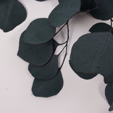 Eucalyptus Populus, Preserved, Green/Blue, 150g