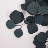 Eucalyptus Populus, Preserved, Green/Blue, 150g