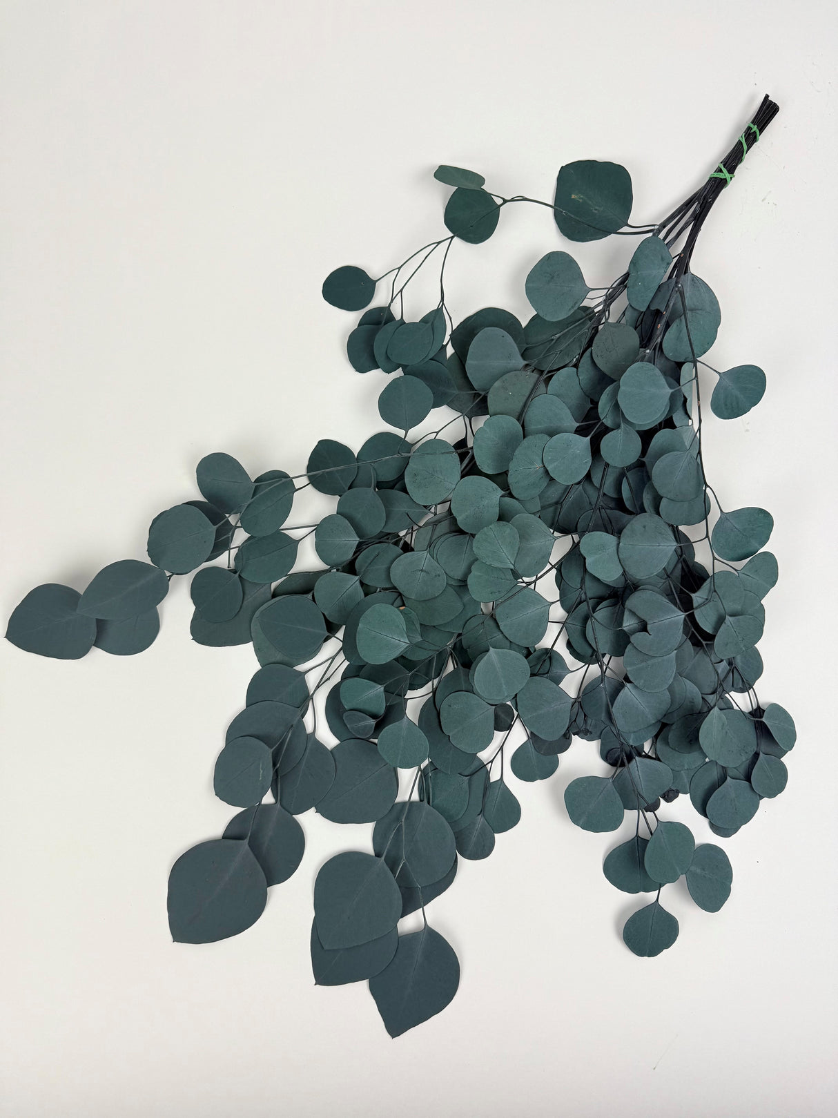 Eucalyptus Populus, Preserved, Green/Blue, 150g