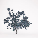 Eucalyptus Populus, Preserved, Green/Blue, 150g