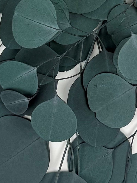 Eucalyptus Populus, Preserved, Green/Blue, 150g