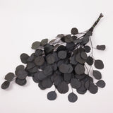 Eucalyptus Populus, Preserved, Dark Green, 150g