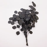 Eucalyptus Populus, Preserved, Dark Green, 150g