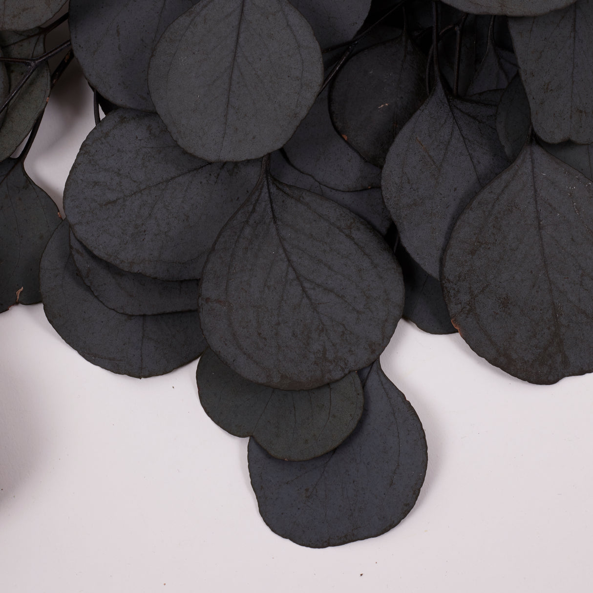 Eucalyptus Populus, Preserved, Dark Green, 150g