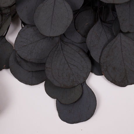 Eucalyptus Populus, Preserved, Dark Green, 150g