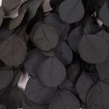 Eucalyptus Populus, Preserved, Dark Green, 150g