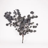 Eucalyptus Populus, Preserved, Dark Green, 150g