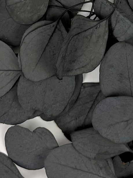 Eucalyptus Populus, Preserved, Dark Green, 150g