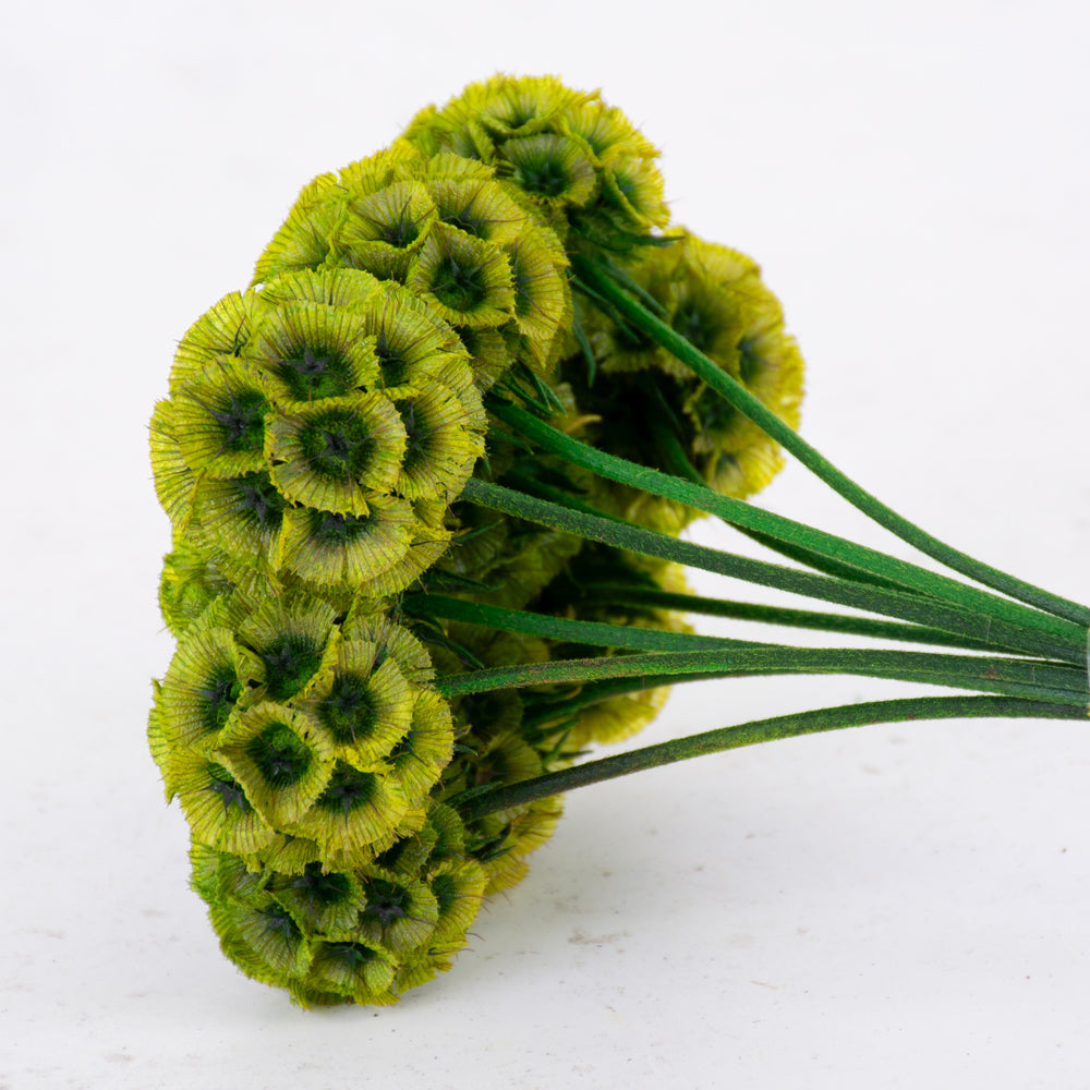 Drumstick Scabiosa, Preserved, Green, Bunch x 10 Stems