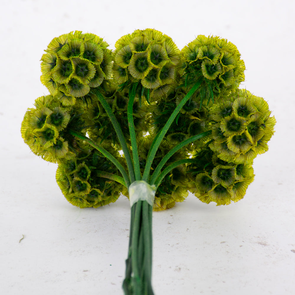 Drumstick Scabiosa, Preserved, Green, Bunch x 10 Stems