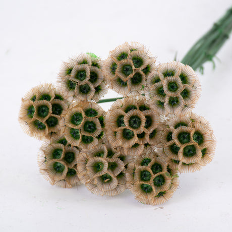 T00718 Drumstick Scabiosa, Preserved, Natural, Bunch x 10 Stems