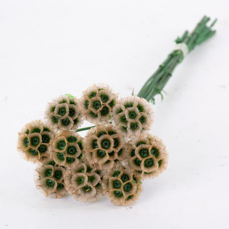 T00718 Drumstick Scabiosa, Preserved, Natural, Bunch x 10 Stems